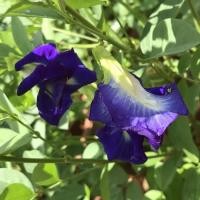 ราคา บรรจุ 20 เมล็ด เมล็ดพันธุ์ ดอกอัญชัน อัญชันสีม่วง กลีบซ้อน 5 ชั้น (Butterfly Pea Seed) ปลูกง่าย อัตราการงอกสูง (50501116123)