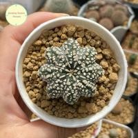 ราคา [ SP ] แอสโตรไฟตัม ปลาดาว Astrophytum Super Star Shap Seedling ไม้เพาะเมล็ด แอสโตรไฟตั้ม แอสโตร แคคตัส กระบองเพชร ต้นไม้ (42122771594)