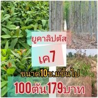ราคา ต้นกล้ายูคาลิปตัส พืชเศรษฐกิจ ปลูกง่ายโตเร็วคืนทุนไว้ ชุด 100 ต้น ราคา 179 บาท ความสูงเฉลี่ยประมาณ 10 เซน ขึ้นไป (44855697865)