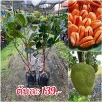 ราคา ต้นขนุนแดงสุริยา (ทาบกิ่ง) ต้นละ 139.- พร้อมส่ง (24670039793)
