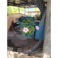 ราคา Oxalis shy moon กระถางเขียว 5 นิ้ว (52355238152)
