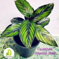 ราคา ต้นคล้าบิวตี้สตาร์​ (Calathea Beauty Star) (4041881783)