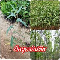 ราคา ต้น​ยูคาลิปตัส (1​ชุด​ 10​ต้น)​ (7988407540)