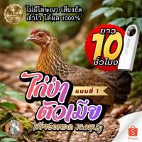 ราคา {ยาว10ชม} เสียงไก่ป่าตัวเมียV.1 เสียงตอด ใส่แฟลชไดร์ฟ ชัดใสไม่มีโฆษณา พร้อมส่ง!มีเก็บเงินปลายทาง!!! (11286182646)