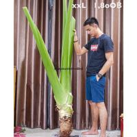 ราคา บอนกระดาดยักษ์, บอนยักษ์, ต้นกระดาด, ต้นบอน, Alocasia Borneo Giant (45456905327)