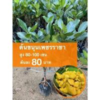 ราคา ต้นขนุนเพชรราชา ต้นละ 80 บาท (ชุด 10 ต้น) (16616822799)
