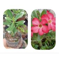 ราคา ต้นชวนชมดอกชมพูไม้มงคลดอกสวยงาม (21647047733)
