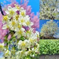 ราคา พญาเสือโคร่งสีขาวสีหายากต้นสูง30-40เซนสินค้าเสียหายระหว่างขนส่งเคลมฟรีจ้า (25880027840)