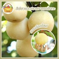 ราคา สาลี่น้ำผึ้ง Sweet Pear แพร์สด ผลไม้สด ผลไม้ตามฤดูกาล แพร์หวานกรอบ แพร์ขาวกรอบ หวานฉ่ำ แพร์ซิดนีย์ทั้งกล่อง (24770782983)