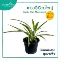 ราคา เศรษฐีเรือนใหญ่ กระถาง 6 นิ้ว Spider Plant – Marginatum ไม้มงคล ไม้ฟอกอากาศ (47606629330)