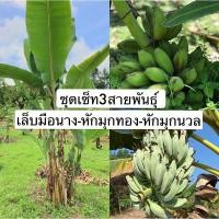 ราคา ชุดเซ็ทหน่อกล้วย3สายพันธุ์ กล้วยเล็บมือนาง กล้วยหักมุกทอง กล้วยหักมุกนวล (15808238673)