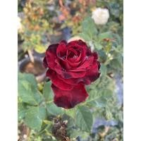 ราคา กุหลาบแดงไร้หนาม เรดบัคคาร่า ดอกใหญ่ (14549366843)