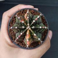 ราคา ยิมโน แคคตัส (Gymnocalycium variegated) ขนาดประมาณ 5.5 cm ยิมโนด่างสวยๆ #ยิมโนด่าง (3986711935)