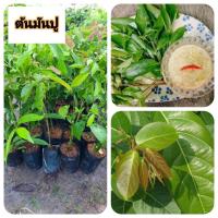 ราคา ต้นมันปู มันปู ผักมันปู (44352227681)