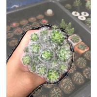 ราคา แมมขนแมว Mammillaria Bocasana #แคคตัส #กระบองเพชร (11610378613)
