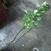 ราคา ต้นตำแยแมว2ต้น39บาท. (18979952537)