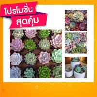 ราคา กุหลาบหิน ไม้อวบน้ำ succulent แคคตัส กระบองเพชร เมล็ดพันธ์ดี (8454526917)