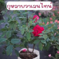 ราคา กุหลาบวาเลนไทน์ ดอกสีแดง ถุงขาวขนาด 8" (27523956190)