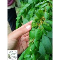 ราคา เมล็ดพันธุ์เกล็ดปลาหมอ/เปียนางฟ้า/เกล็ดลิ่นใหญ่จำนวน50เมล็ด (43221031416)