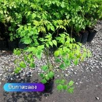 ราคา ปีบ กาสะลอง ไม้ยืนต้น,กลิ่นหอม (17140913743)