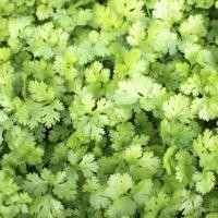 ราคา 1100 เมล็ด ผักชี ผักชีลา ผักหอมป้อม ผักหอมน้อย ผักหอม Non-GMO Cilantro Coriander สายพันธุ์ สนั่นฟ้า (29692836530)