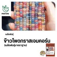 ราคา เมล็ดพันธุ์ข้าวโพดอัญมณี 75 เมล็ด เมล็ดพันธุ์ใหม่ สายพันธุ์แท้100% (23559829822)