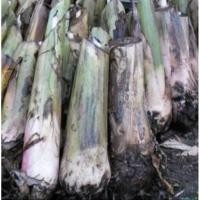 ราคา หน่อกล้วยน้ำว้าพันธ์มะลิอ่อง ส่งแบบขุดหน่อสด (23986446700)