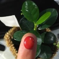 ราคา ปะการังแดง แท้ หัวแหวน Red Coral, Coral Natural, for made ring (5431925516)