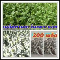 ราคา เมล็ดทานตะวันเพาะงอก200เมล็ด เมล็ดเพาะต้นอ่อนทานตะวัน (6034529757)