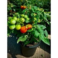 ราคา Siam Tomatoes มะเขือเทศสยาม มะเขือเทศเชอร์รี่ ต้นแคระ มะเขือเทศทานสด รสหวาน อมเปรี้ยว ติดผล พร้อมทาน ในกระถาง 8 นิ้ว (26316045525)