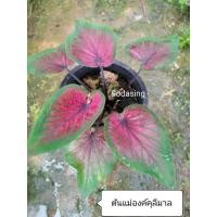 ราคา บอนสีองคุลีมาลไม้สวยต้นแข็งเเรง (21337605716)