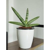 ราคา ต้นว่านงาช้างแคระพร้อมกระถางประหยัดน้ำ(Sansevieria Boncellensis) ต้นไม้ฟอกอากาศในห้องนอน โต๊ะทำงาน ห้องรับแขก ร้านกาแฟ (1962745171)