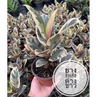 ราคา ยางอินเดียด่าวขาว ยางลบ Rubber Plant ต้นยางอินเดีย ยางอินเดีย กระถาง5" (3289450960)