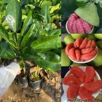 ราคา ต้นส้มโอแดงทับทิมสยาม (เสียบยอด 1ต้น) (57452272025)