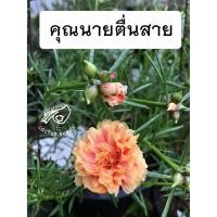 ราคา คุณนายตื่นสาย แพรเซี่ยงไฮ้ รวมทุกสี คละสี แดง เหลือง ชมพู คุณนายแหวนเพชร ต้นไม้ ดอกไม้ (7927589252)