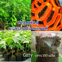 ราคา เมล็ดพันธุ์ (มะละกอฮอลแลนด์ )บรรจุ 100 เมล็ด ต้นเตี้ย ปลูกง่ายให้ผลผลิตดีมาก (9429305489)