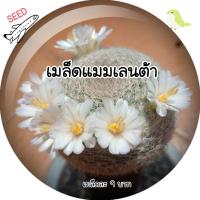 ราคา เมล็ดแมมเลนต้า(Mam Lenta) (12585887590)