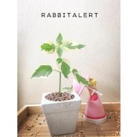 ราคา กระถางปูนเปลือย (เฉพาะกระถาง) (1600075953)