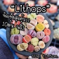 ราคา “Lithops” ไลทอปจัดเซ็ตสุดคุ้ม!! คละไซส์ใหญ่ๆ(เซ็ต 10ต้น ฟรี 1ต้น) (2335408695)
