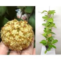 ราคา โฮย่าอินคลาสต้า hoya incrassata โฮย่าต้นใหญ่ ฟอร์มแน่นพร้อมให้ดอก มีกลิ่นหอม (9997908437)
