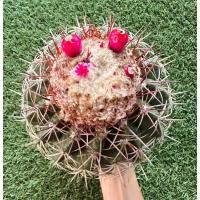 ราคา พร้อมส่งแคคตัสเมโลหมวกขาว ไม้เมล็ดขนาดใหญ่ ออกดอก ออกฝักเยอะ หนามสวย Melocactus curvispinus (25276109707)