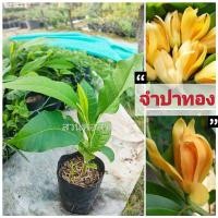 ราคา ต้นกล้าจำปาทอง ดอกหอม เพาะจากเมล็ด ต้นจำปาทองไม้มงคลโบราณ เนื้อไม้จะมีสีเหลืองและยังเป็นไม้เศรษฐกิจเชิงพาณิชย์และโตเร็ว (21974386945)