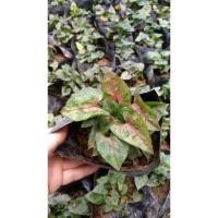 ราคา ต้น ออมนาค แคระ ใบเล็กๆ เสริมบารมี พร้อมปลูกในถุงดำ 39บาท ปลูกไว้ในบ้านเรือนเพิ่มสิริมงคล เรียกเงินทอง โชคลาภ (10013636354)