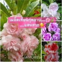 ราคา [ใช้โค้ด AUGIEDS5 ลดเหลือ 6.-] เมล็ดดอกเทียนกุหลาบ เทียนซ้อนแสนสวยคละสี เทียนกุหลาบ เทียนซ้อน ดอกเทียนไทย เทียนดอกซ้อน (11608259026)