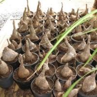 ราคา Phyllanthus Mirabilis มะยมเงิน มะยมทอง ไม้ มงคล เรียกทรัพย์ ปลูกหน้าบ้าน 200 กรัม (8922027474)