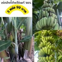 ราคา หน่อกล้วยน้ำว้าพันธุ์มะลิอ่องแท้ หน่อกล้วยน้ำว้า หน่อกล้วยขุดสด รับประกันมีรากทุกหน่อ พร้อมส่ง (29087172449)