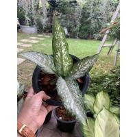 ราคา ต้นอุดมทรัพย์ Aglaonema อุดมทรัพย์ ไม้มงคล ส่งพร้อมกระถาง 6 นิ้ว (6995689794)