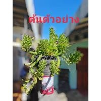 ราคา ต้นพญานาคราช ไม้มงคล (6955551994)