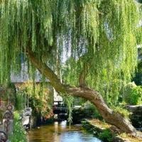 ราคา ต้นหลิวลู่ลม กิ่งชำ สูง1.2เมตร จำกัดครั้งละ 1ต้น (28563451608)