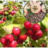 ราคา เมล็ดพันธุ์ แอปเปิ้ล หัวใจไก่ หรือ แอปเปิ้ล ราชินี Queen Apple Seed บรรจุ 40 เมล็ด ไห่ถาง (52504890527)
